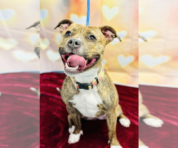 Medium Photo #2 American Pit Bull Terrier Puppy For Sale in Jackson , NJ, USA