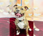 Small #1 American Pit Bull Terrier