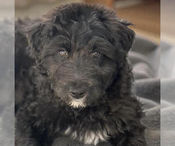 Medium Photo #2 Poodle (Standard)-Unknown Mix Puppy For Sale in San Diego, CA, USA