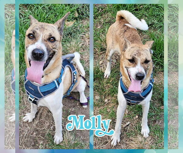 Medium Photo #6 Akita-German Shepherd Dog Mix Puppy For Sale in Blacksburg, SC, USA