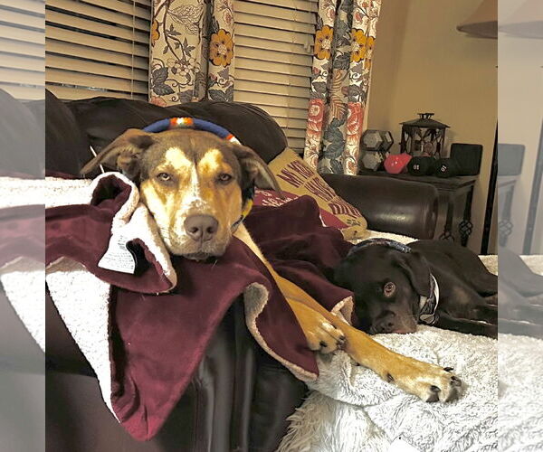 Medium Photo #6 German Shepherd Dog-Great Dane Mix Puppy For Sale in Fargo, ND, USA