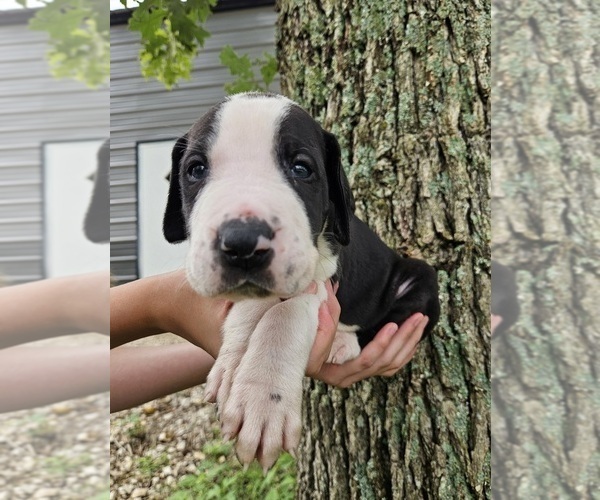 Medium Photo #2 Great Dane Puppy For Sale in WALNUT GROVE, MO, USA