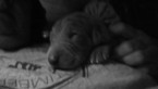 Small Photo #6 Weimaraner Puppy For Sale in UNION GROVE, AL, USA