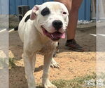Small #1 American Pit Bull Terrier Mix