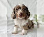 Small #5 Dachshund