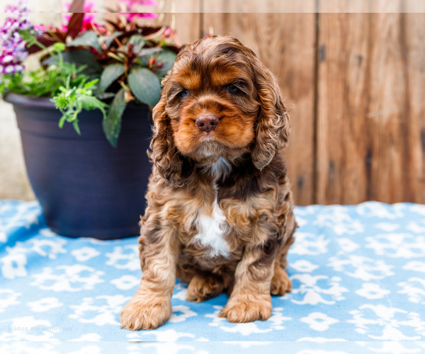 Medium Photo #37 Cocker Spaniel Puppy For Sale in WAKARUSA, IN, USA