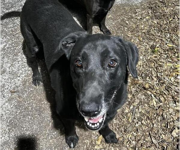 Medium Photo #1 Labrador Retriever-Unknown Mix Puppy For Sale in San Antonio, TX, USA