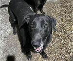 Small Labrador Retriever Mix
