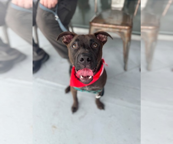 Medium Photo #2 American Staffordshire Terrier-German Shepherd Dog Mix Puppy For Sale in Holly Springs, NC, USA