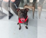 Small Photo #2 American Staffordshire Terrier-German Shepherd Dog Mix Puppy For Sale in Holly Springs, NC, USA