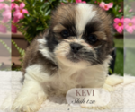 Small #3 Shih Tzu