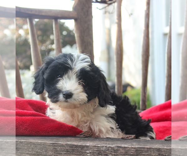Medium Photo #6 Cavapoo Puppy For Sale in GORDONVILLE, PA, USA