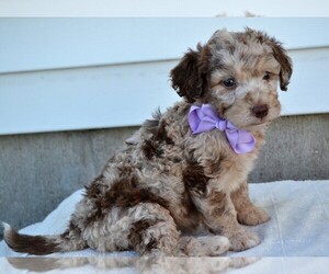 Miniature Labradoodle Puppy for Sale in NILES, Michigan USA
