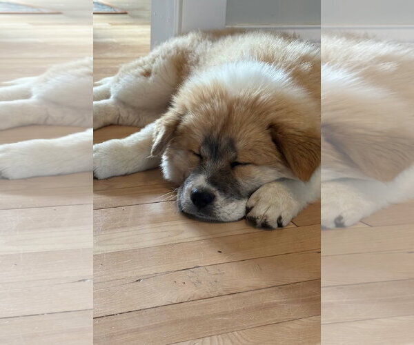 Medium Photo #5 Chow Chow-Unknown Mix Puppy For Sale in Grafton, WI, USA
