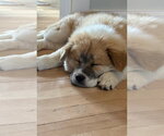 Small #4 Chow Chow Mix