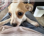 Small #1 Jack Russell Terrier