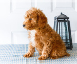 Small Photo #52 Poodle (Toy) Puppy For Sale in WAKARUSA, IN, USA