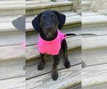 Small #1 Boxador