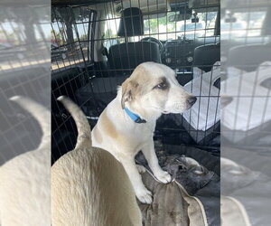 Labrador Retriever Dogs for adoption in Stockton, CA, USA