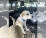 Small Labrador Retriever