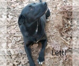 Mutt Dogs for adoption in Chatham, VA, USA