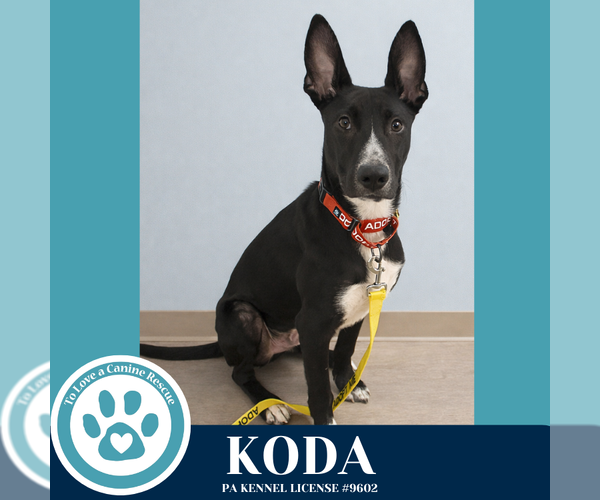 Medium Photo #4 Labrador Retriever-Unknown Mix Puppy For Sale in Kimberton, PA, USA