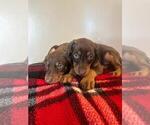 Small Photo #10 Doberman Pinscher Puppy For Sale in SANTA ANA, CA, USA