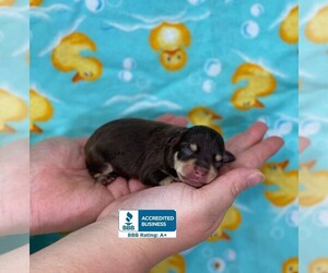 Schnauzer (Miniature) Puppy for sale in WINNSBORO, LA, USA
