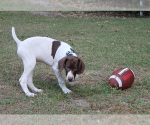 German Shorthaired Pointer Puppy for sale in QUITMAN, TX, USA