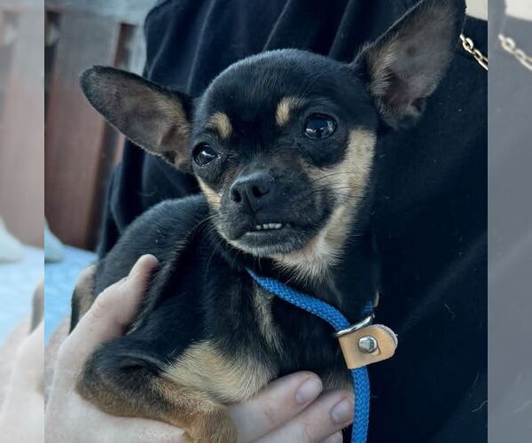 Medium Photo #4 Chipin Puppy For Sale in Newport Beach, CA, USA