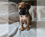Small American Staffordshire Terrier Mix
