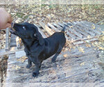 Small Photo #2 Labrador Retriever Puppy For Sale in GRANTS PASS, OR, USA