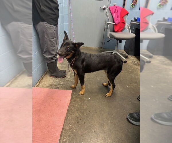 Medium Photo #10 German Shepherd Dog-Unknown Mix Puppy For Sale in Evansville, IN, USA