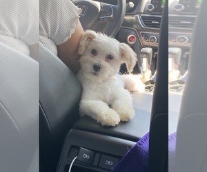 Maltipoo Puppy for Sale in MCKINNEY, Texas USA