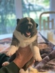 Small Photo #5 Akita Puppy For Sale in GREAT RIVER, NY, USA