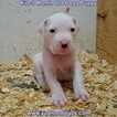 Small Photo #219 Dogo Argentino Puppy For Sale in JANE, MO, USA