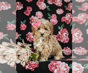 Bichpoo Puppy for sale in NEW HOLLAND, PA, USA