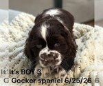 Small #4 Cocker Spaniel