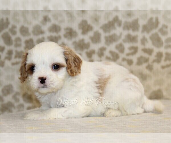 Medium Photo #3 Cavapoo Puppy For Sale in DENVER, PA, USA