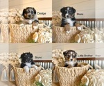 Small #1 Miniature American Shepherd