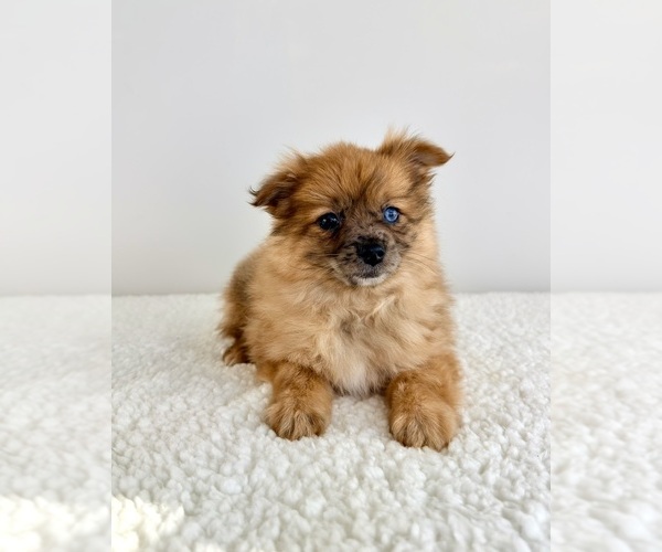 Medium Photo #2 Pomeranian Puppy For Sale in GREENFIELD, IN, USA