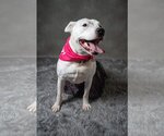 Small #10 American Pit Bull Terrier Mix