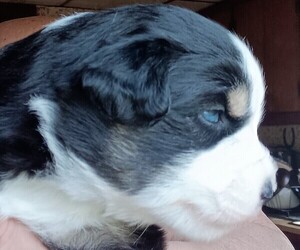 Miniature Australian Shepherd Puppy for sale in BLACKSBURG, SC, USA