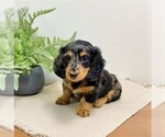 Small Photo #1 Dachshund Puppy For Sale in MIDDLESEX, NY, USA