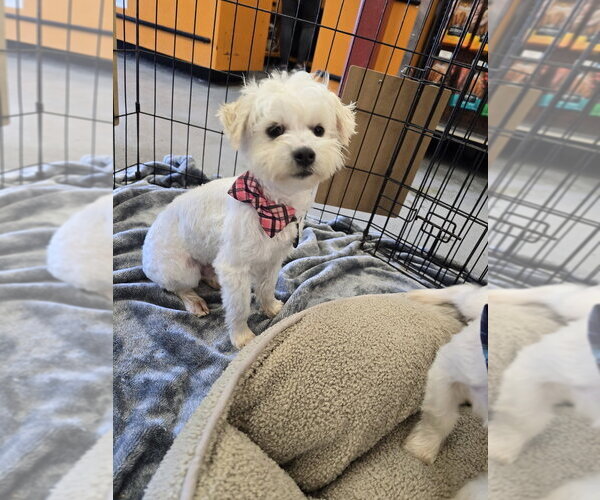 Medium Photo #1 Havamalt Puppy For Sale in Pacifica, CA, USA