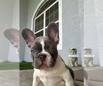 Small #8 French Bulldog