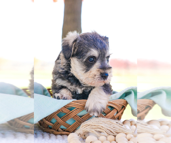 Medium Photo #34 Schnauzer (Miniature) Puppy For Sale in SYRACUSE, IN, USA