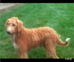 Small Photo #1 Miniature Labradoodle Puppy For Sale in FREDERICKSBURG, OH, USA