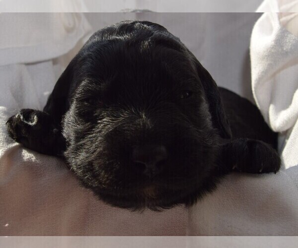 Medium Photo #2 Goldendoodle Puppy For Sale in SPIRO, OK, USA