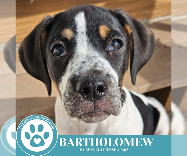 Medium Photo #3 Beagle-Unknown Mix Puppy For Sale in Kimberton, PA, USA